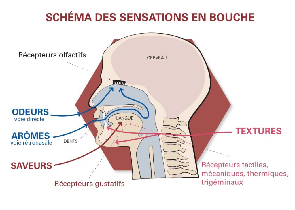Schéma des sensations en bouche