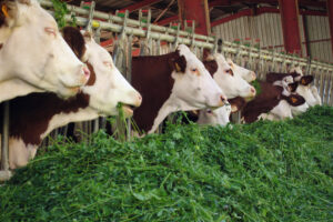 Vaches mangeant de l'herbe