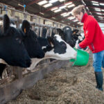 Eleveuse nourissant des vaches