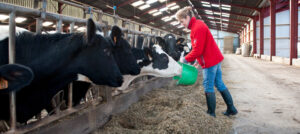 Eleveuse nourissant des vaches