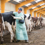 Vétérinaire stabulation vaches