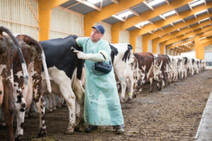 Vétérinaire stabulation vaches
