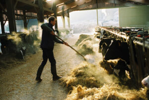 Vacher dans la stabulation, paillage