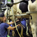 Eleveuse en salle de traite des vaches