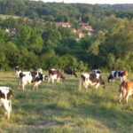 Vaches prim'holstein au champs, prairie