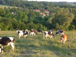 Vaches prim'holstein au champs, prairie