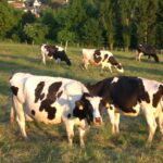 Vaches prim'holstein au champs, prairie