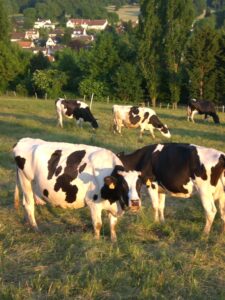Vaches prim'holstein au champs, prairie