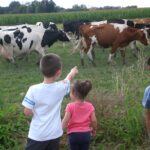 Vaches prim'holstein e tenfants au champs, prairie