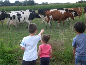 Vaches prim'holstein e tenfants au champs, prairie