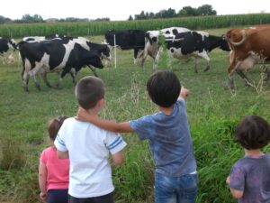 Vaches prim'holstein e tenfants au champs, prairie