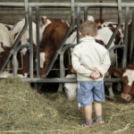 un enfant devant les vaches dans une ferme
