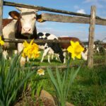 Vaches et jonquilles