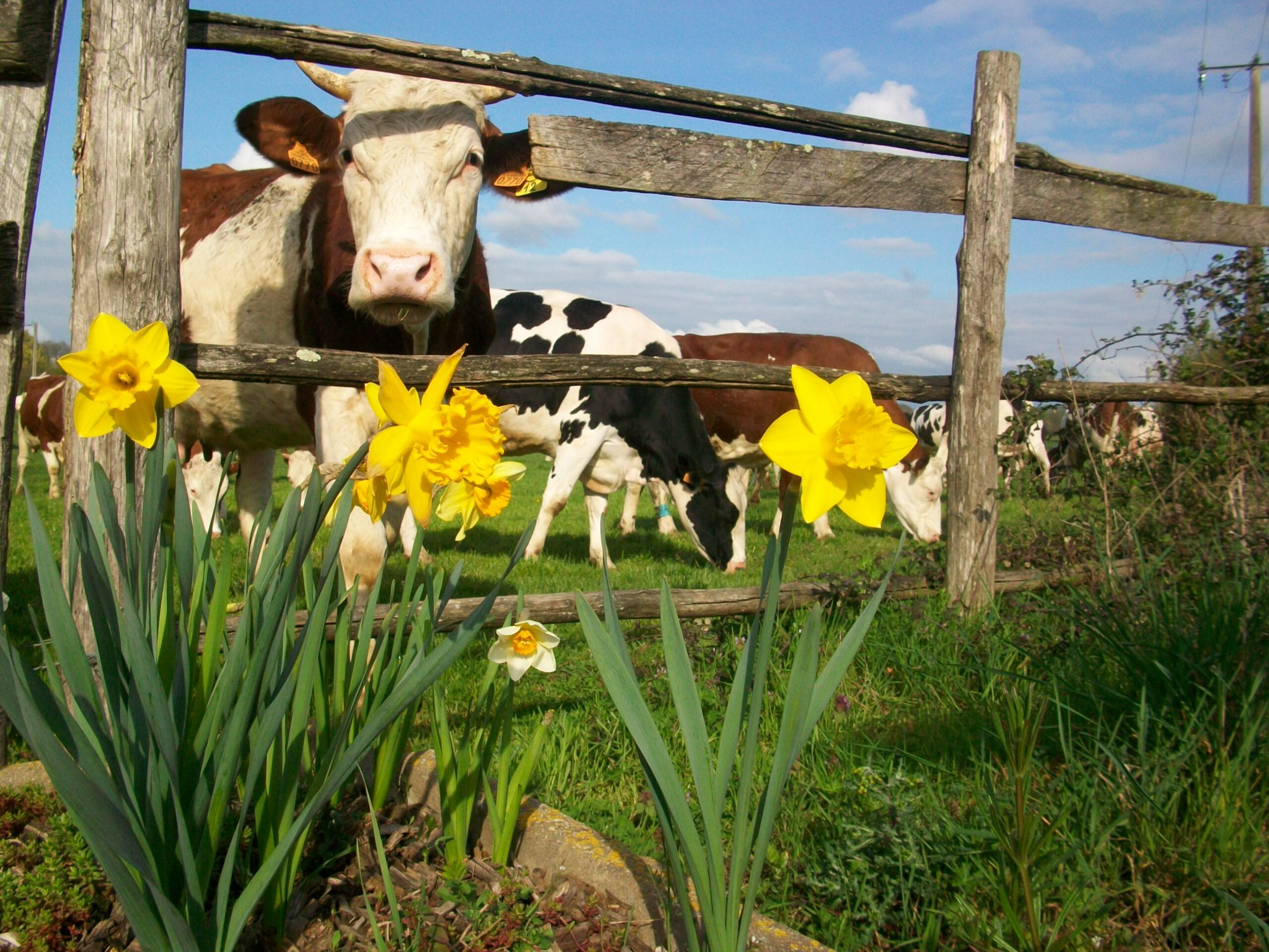 Vaches et jonquilles