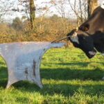 Vache Prim'Holstein qui se gratte champs La ferme pédagogique