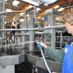 Lavage salle de traite rotative
