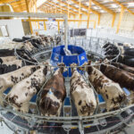 salle de traite rotative