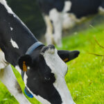 Vache Prim Holstein au champ herbe