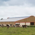 Batiment stabulation prairie vaches normandes