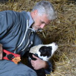 bouclage veau éleveur