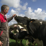 Eleveur et Prim'Holstein au pré