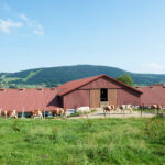 Ferme vaches chemin prairie Doubs