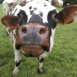 Vache normande Gros plan