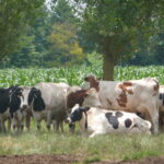 Vaches au pré arbres maïs