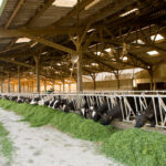 stabulation alimentation vaches herbe