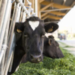 Vaches prim'Holstein qui mangent herbe au cornalis