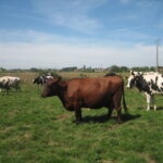 Rouge flamande champ