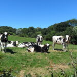 Troupeau de vaches Prim'Holstein dans champs prairie