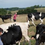 Eleveur vaches Prim Holstein prairie