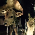 Veau et vache