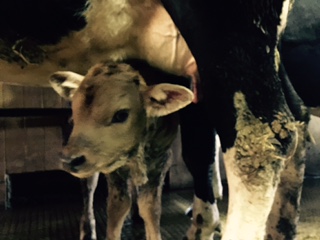Veau et vache