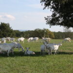 Chèvres pré Ferme de la cabriole