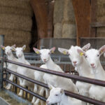 Chèvres stabulation Ferme de la Cabriole
