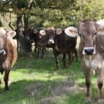 vaches brunes pré La ferme de la cabriole