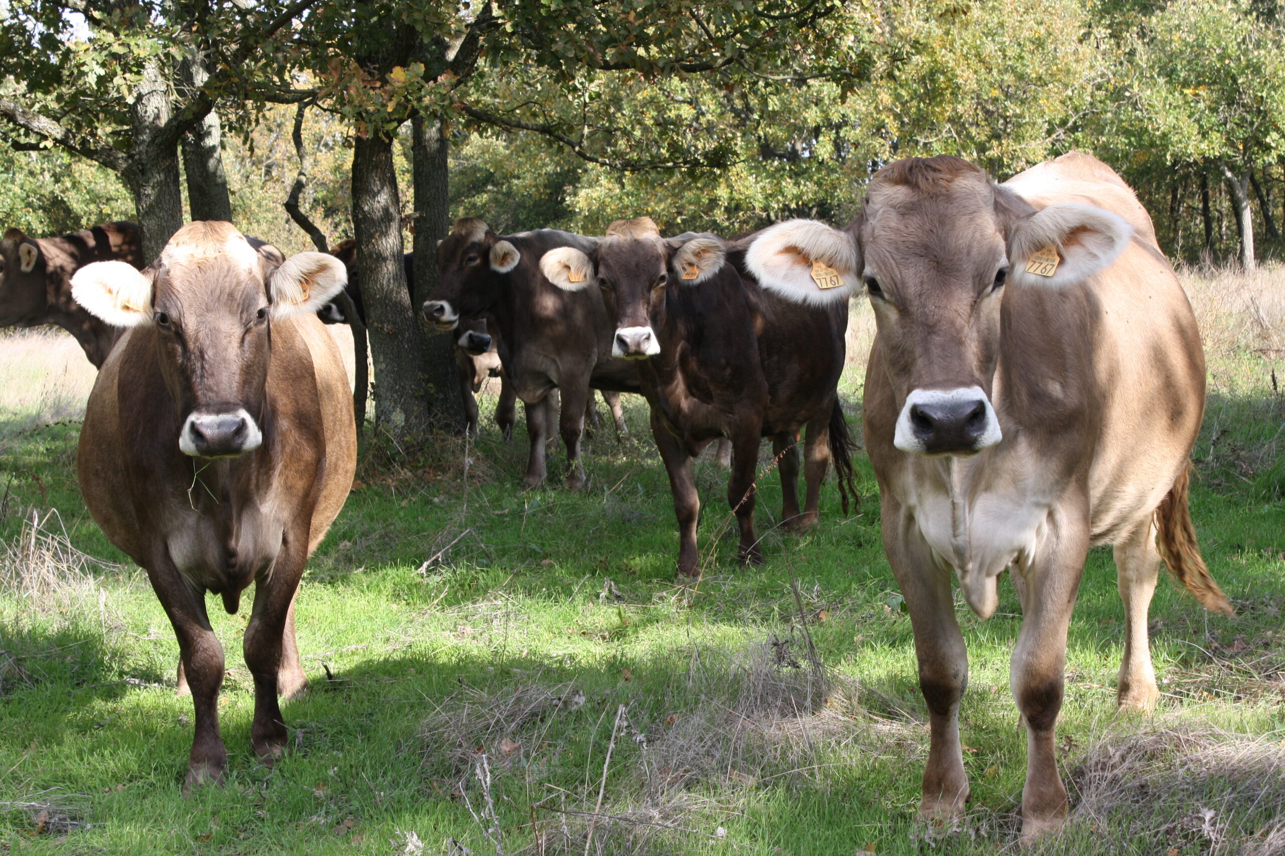 vaches brunes pré La ferme de la cabriole