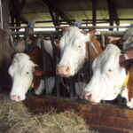 Vaches Montbéliardes au cornalis