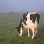 Vache Prim'Holstein champs La ferme pédagogique