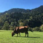 vache tarine montagne prairie