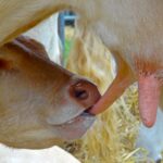 veau qui taite pis vache