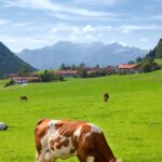 vache montbéliarde champs paysage