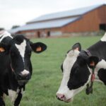 Vaches Prim'Holstein pré ferme des délices