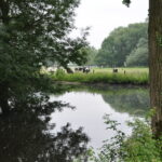 étang eau vaches prim'holstein