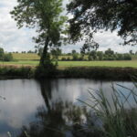 paysage, marre, eau prairie