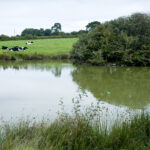 étang et vaches prim'holstein