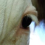 Gros plan oeil de vache