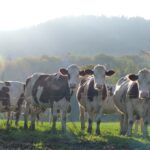 vaches montbéliardes au pré